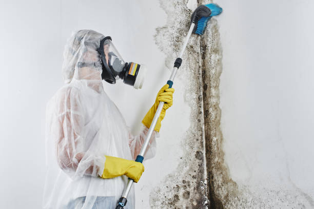 Best Industrial Mold Remediation in Mayville, NY